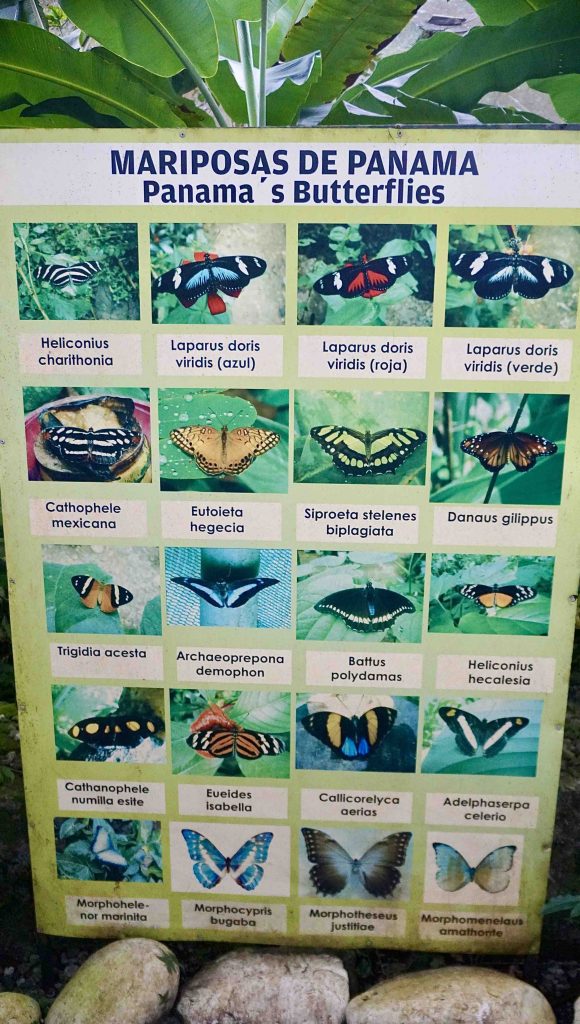 Butterflies of Panama